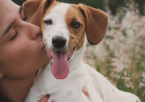 dog being kissed by pet parent