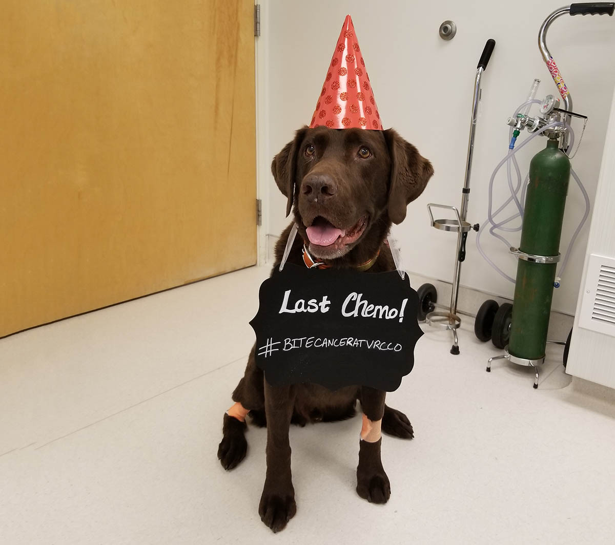 Bend canine cancer care