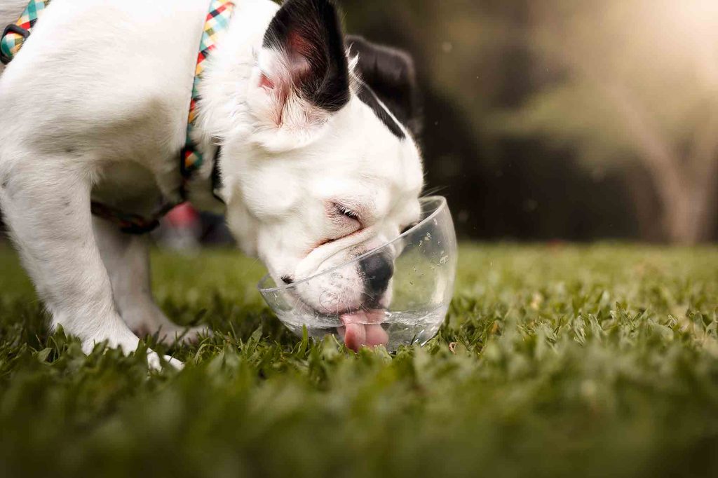 Did you know that July is National Pet Hydration Awareness Month? Dehydration can be detrimental to your furry friends health, especially in the peak of summer.