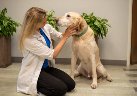 veterinarian with dog