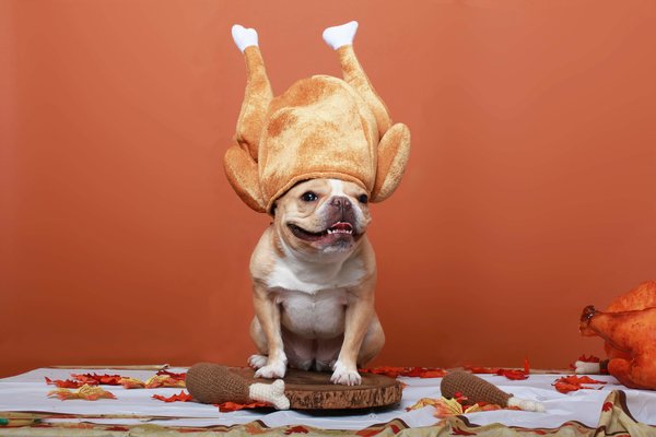 dog in turkey hat