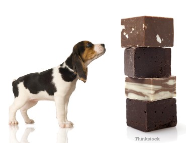 Find out what symptoms to watch out for after accidental chocolate ingestion.  Tips to keep your dog and cat safe during the holidays.