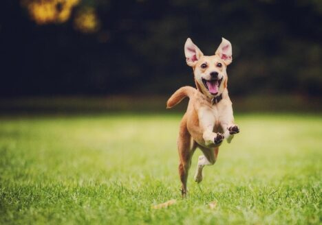 dog running