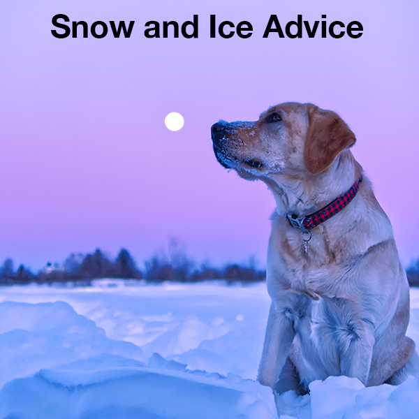 Keep those paws healthy during the winter months by checking out or top tips for paw protection from the snow and ice.