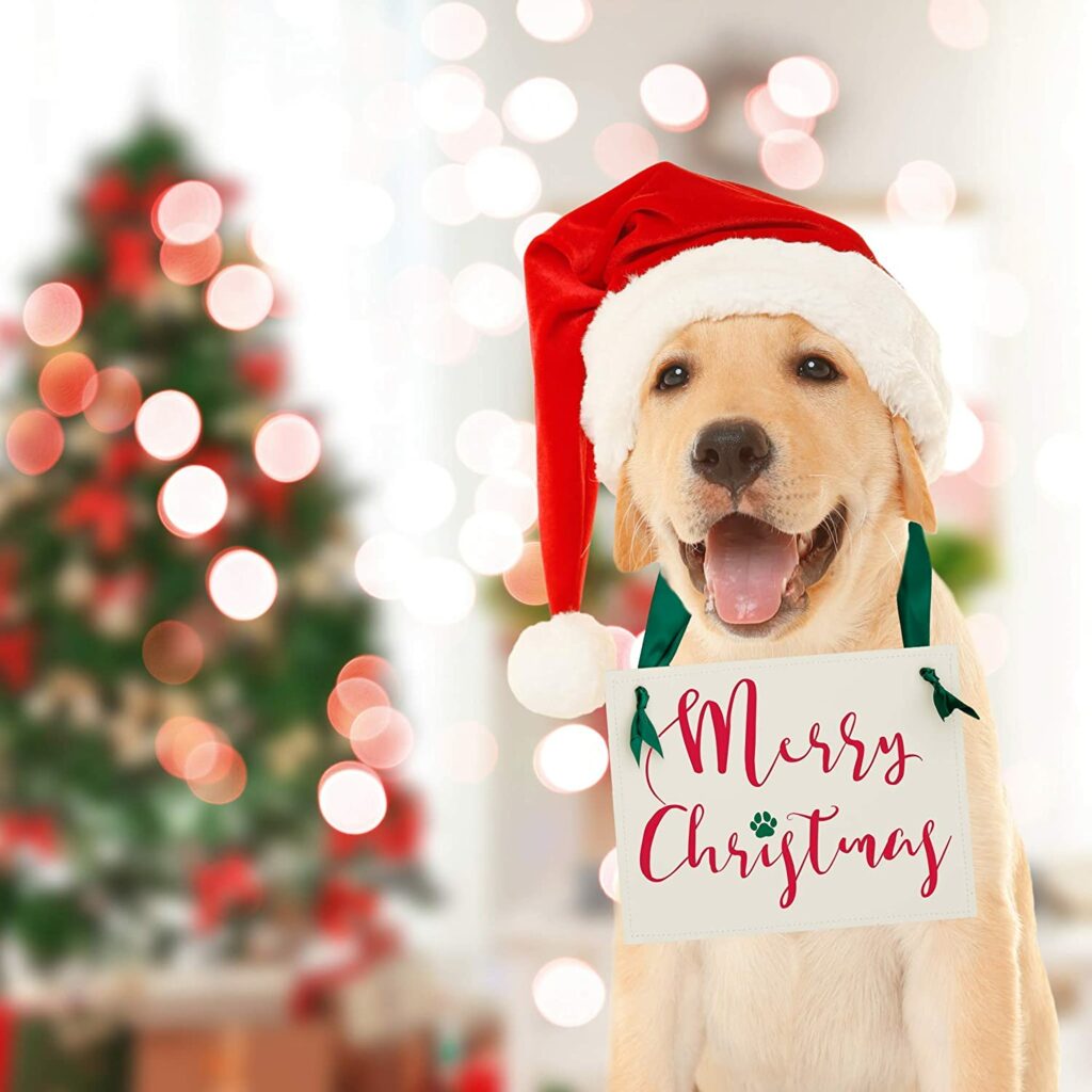 We compiled a list of favorite holiday gifts for pets from our veterinarians.