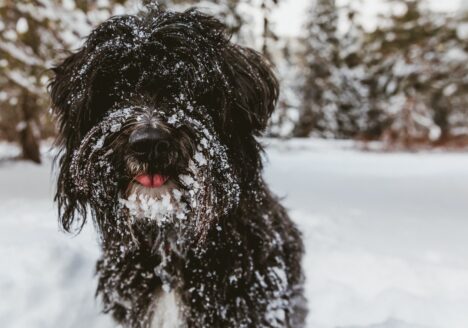 dog in snow