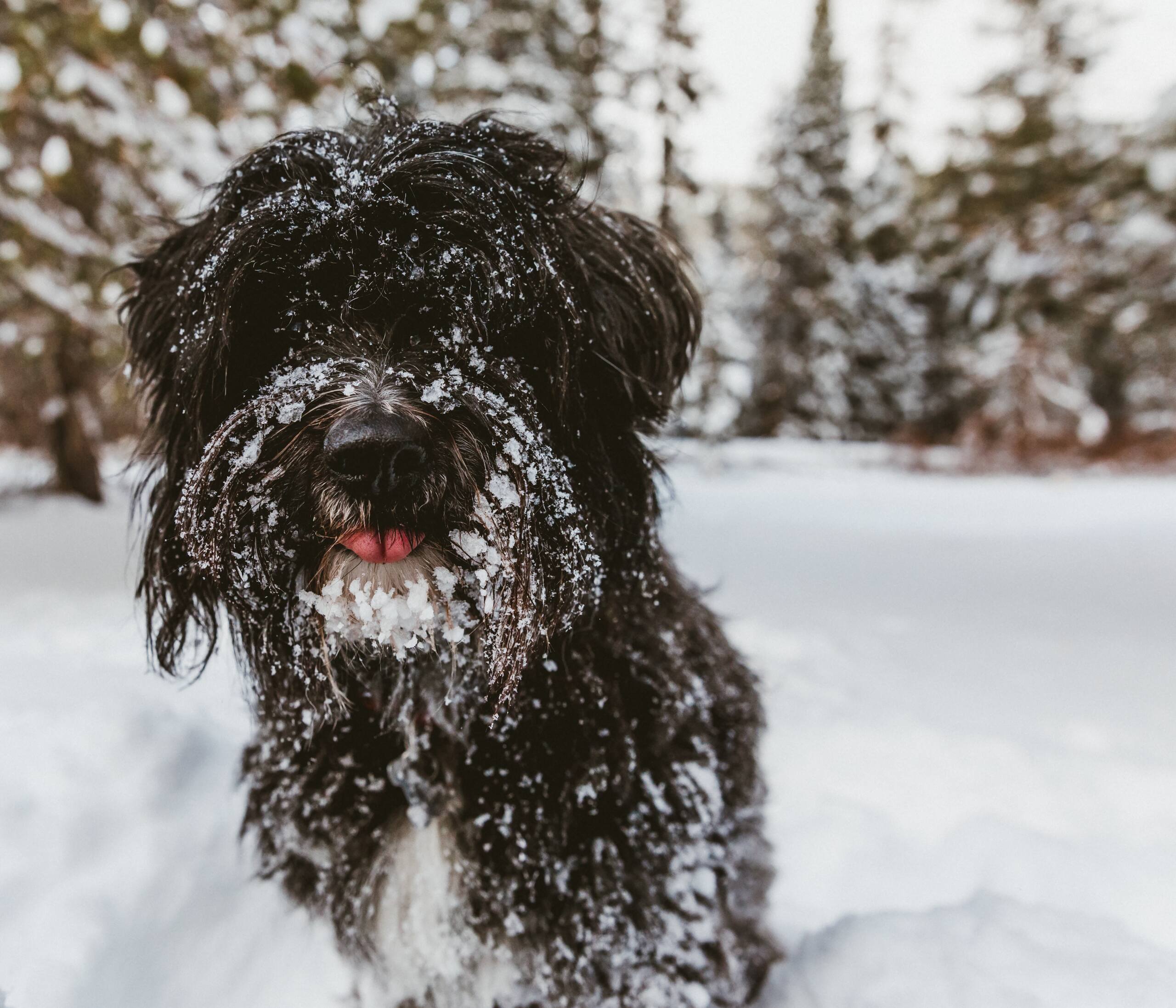 dog in snow