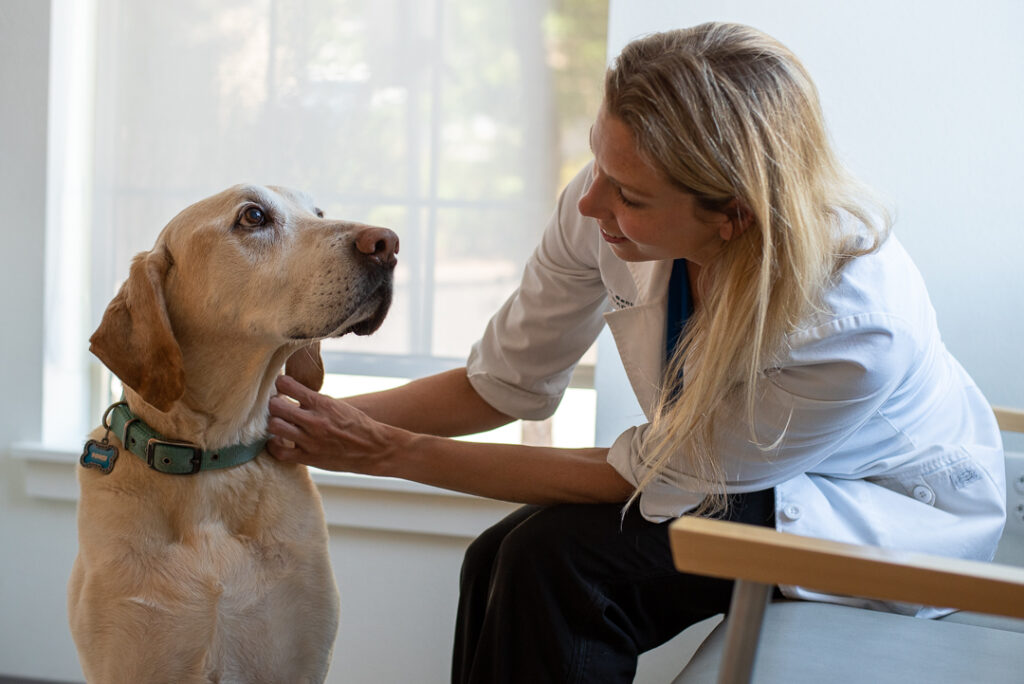 Pet Allergies: What to Know About Itching, Scratching, & Licking
What are they, and how can you help your pet feel better as the pollen flies this spring? Veterinary Referral Center dermatologist, Dr. Jennifer Bentley explains.