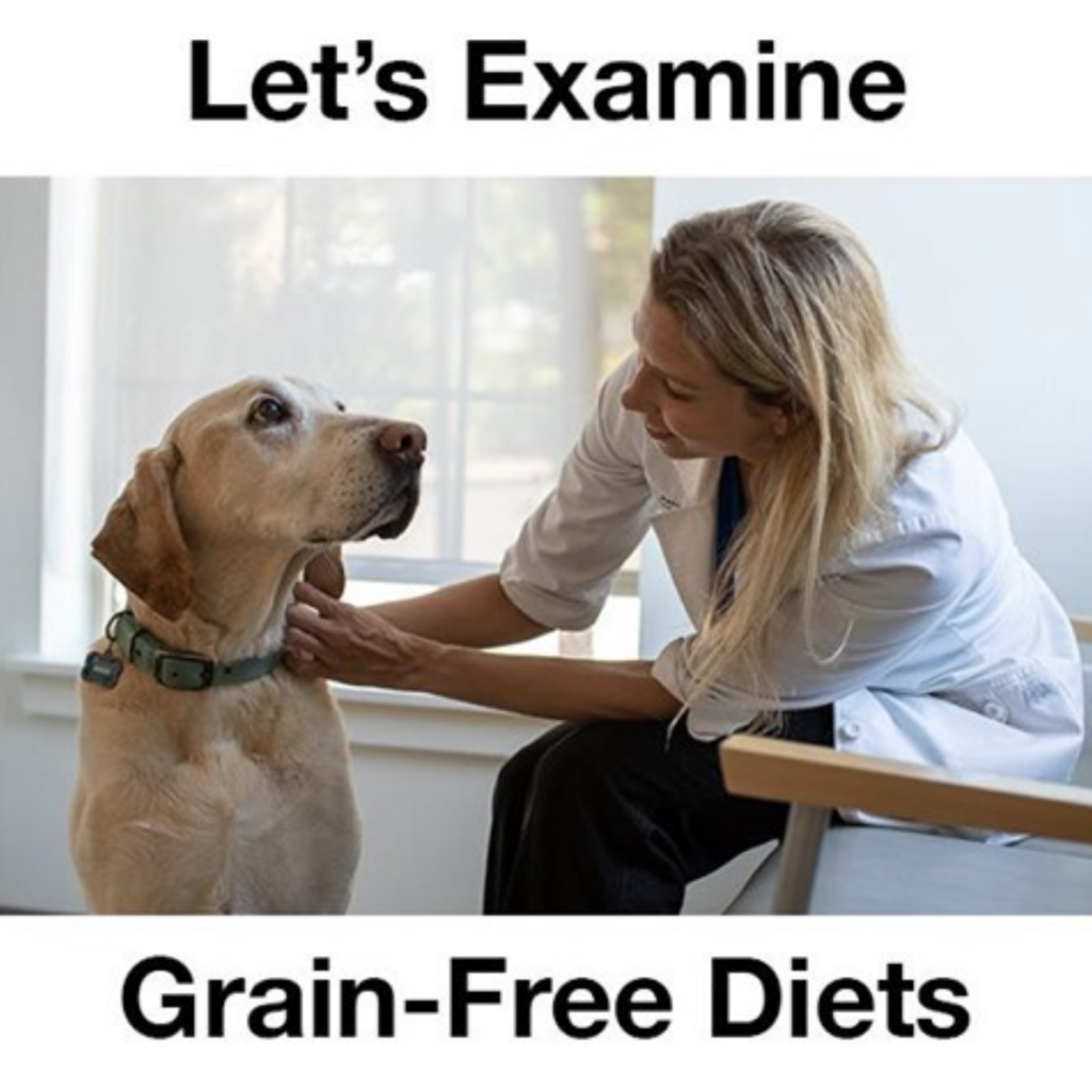 Veterinary Referral Center of Central Oregon’s own veterinary dermatologist, Dr. Jennifer Bentley, offered some background and information via our Facebook video series about the issues surrounding grain-free pet diets for cats and dogs. While the facts are not all in and research is ongoing, the bottom line is that grain-free pet food is more marketing strategy than vet-approved nutrition.