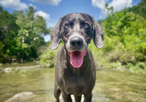 Dog in water