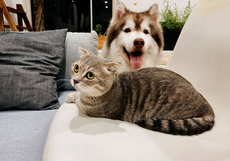 Dog and Cat