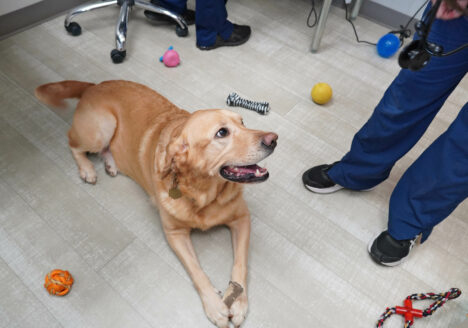 Dog with Toys