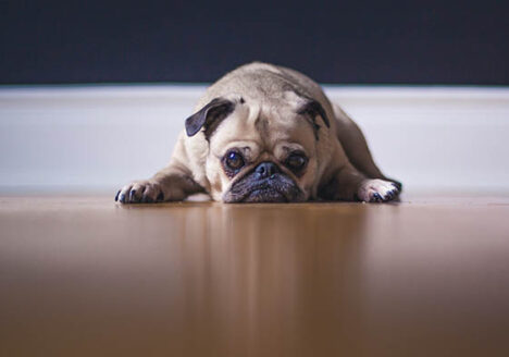 sad dog laying on the floor