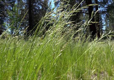 cheatgrass