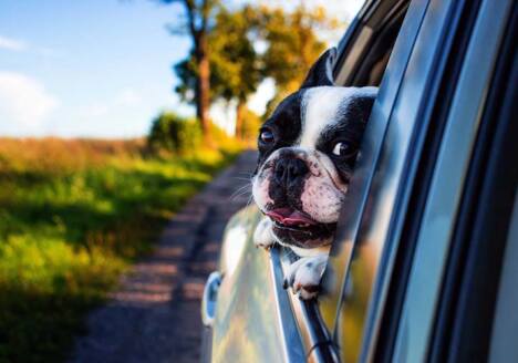 dog riding in the cab of a truck