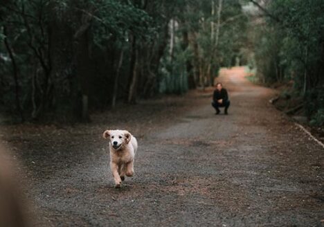 dog running