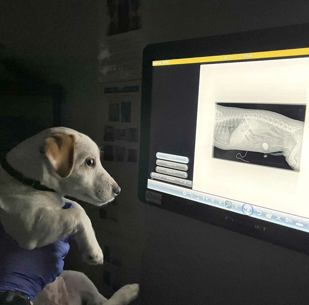 veterinary radiation course