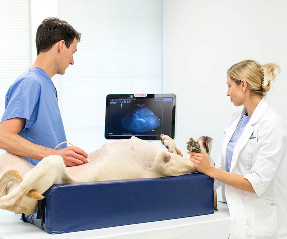 ultrasound on a dog