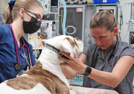 emergency veterinarians looking at dog