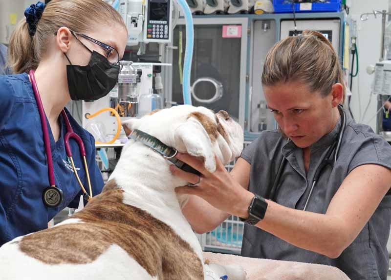 emergency veterinarians