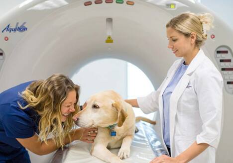 Veterinarian and Technician with dog in CT machine