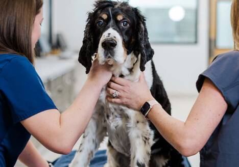 dog with veterinarians