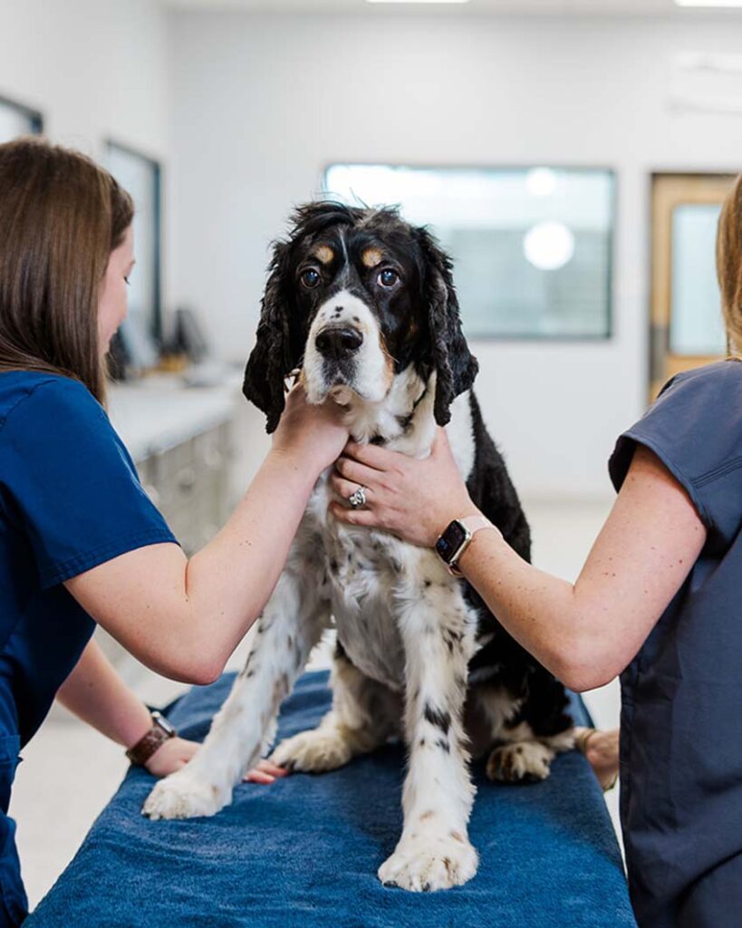 dog with veterinarians