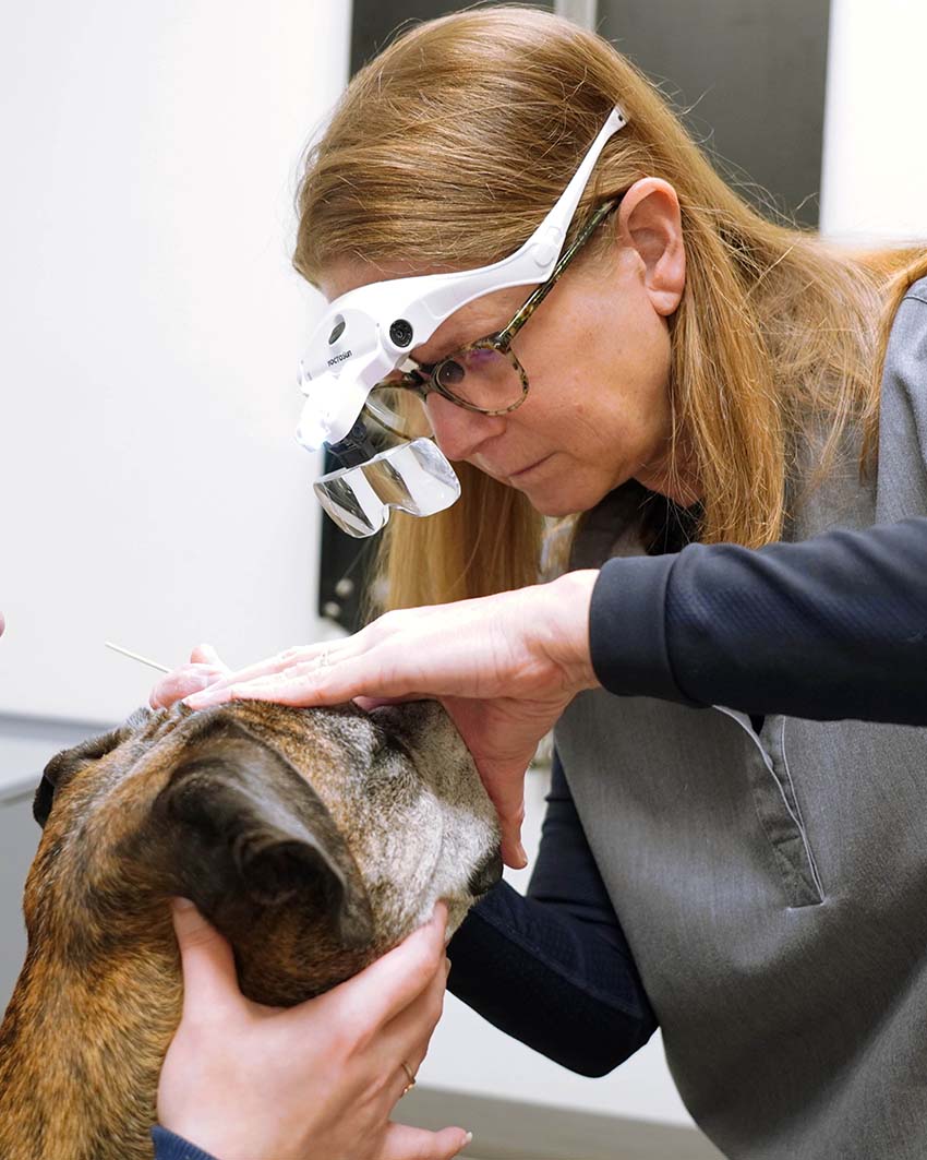 veterinary ophthalmologist examining eye