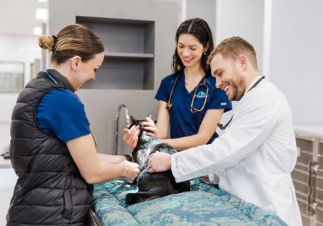 veterinarian and technicians with a cat