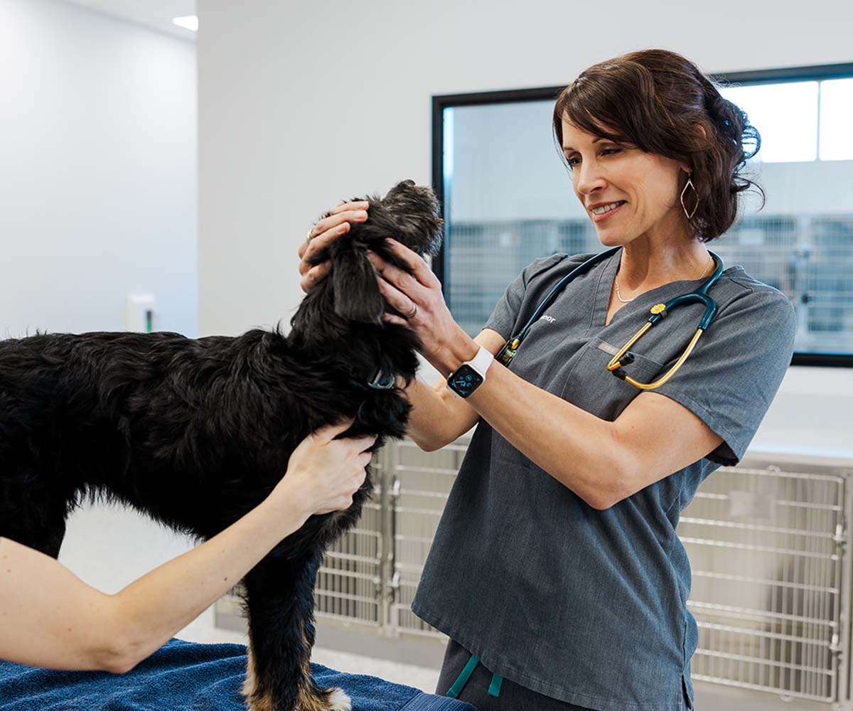 urgent care doctor examining dog
