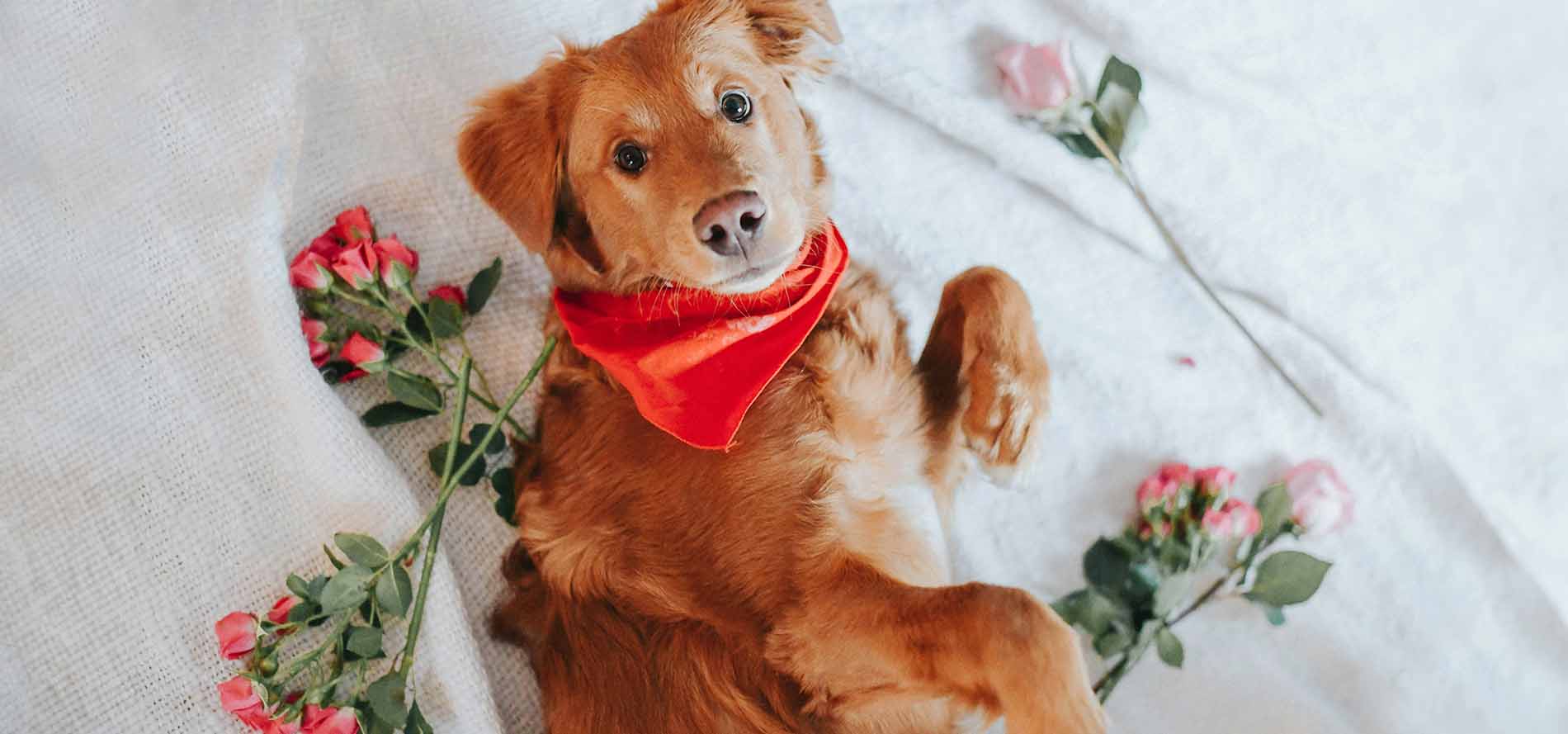 picture of dog laying down with flowers around him