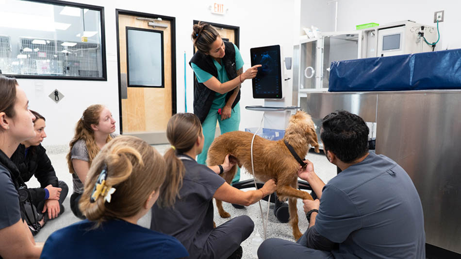 Vet teaching radiology class